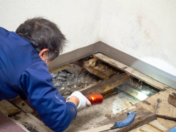 Best Local Mold Removal Service  in Crowley, TX