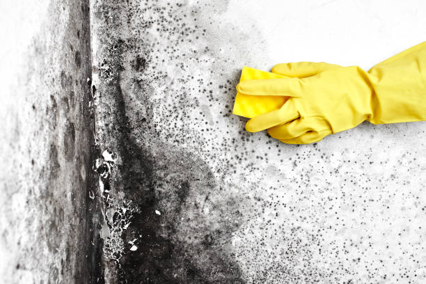 Best Mold Damage Repair  in Crowley, TX