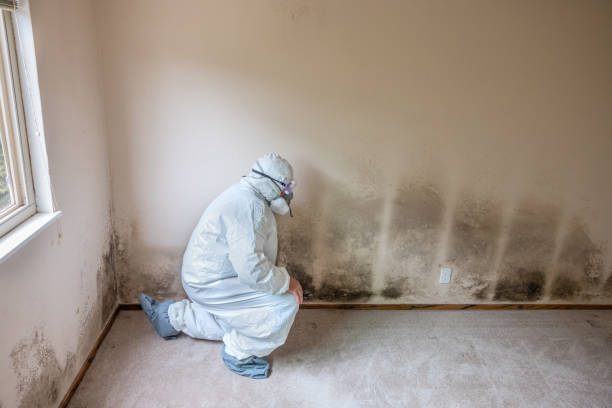 Best Black Mold Removal  in Crowley, TX