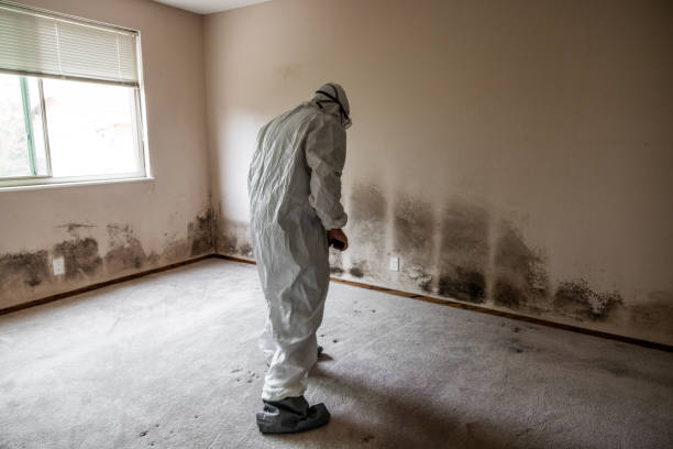Best Office Mold Removal Services  in Crowley, TX