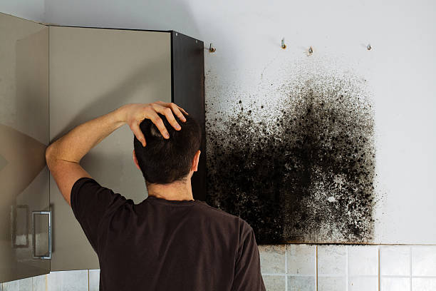 Best Mold Remediation  in Crowley, TX
