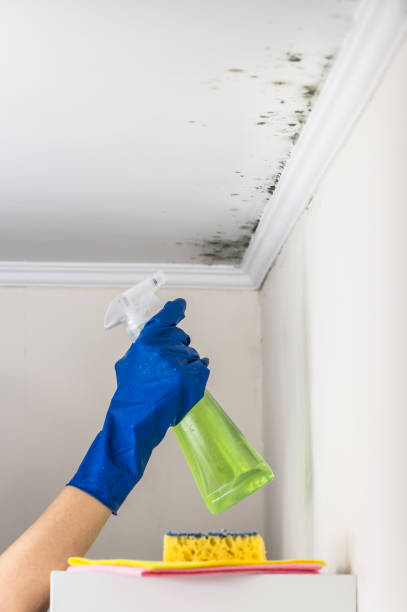 Best Professional Mold Removal  in Crowley, TX