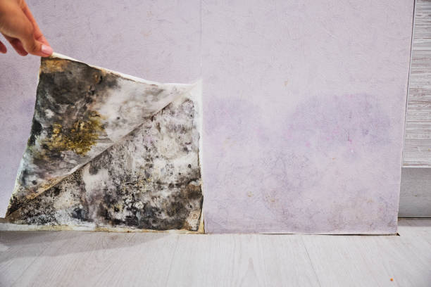 Best Toxic Mold Removal  in Crowley, TX